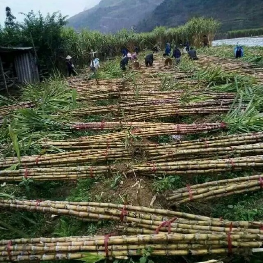 西畴县 云南文山西畴县鸡街乡黄皮水果甘蔗！清脆可口！欢迎到地选购批