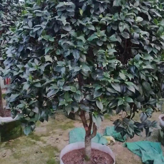 漳平市 大茶花