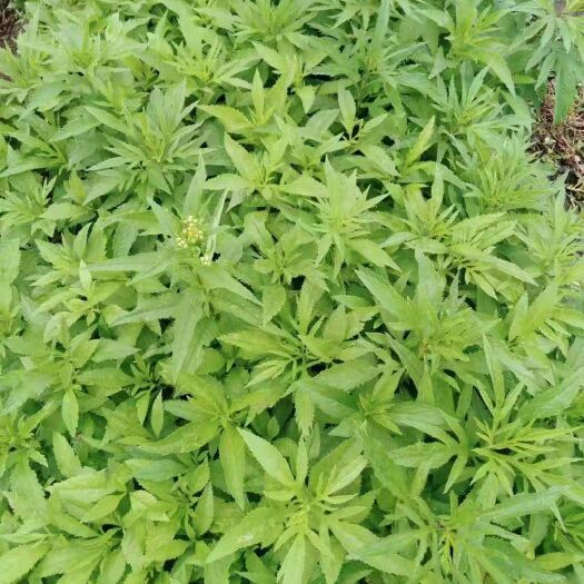 阿荣旗返魂草种苗  小麻叶返魂草苗，栽植亩产上万元，肺宁颗料原材料