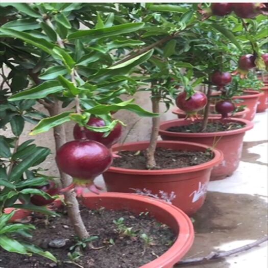 平邑县 墨石榴树苗  观花吃果盆栽  易成活  包邮