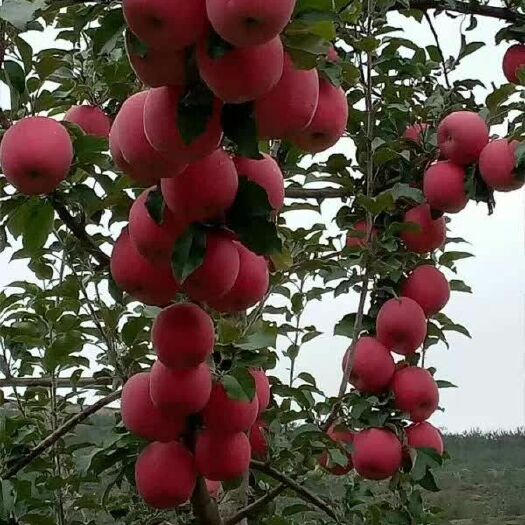 静宁县 甘肃静宁优质苹果