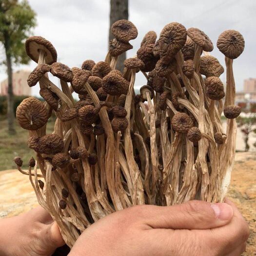 宁都县 茶树菇大量供应