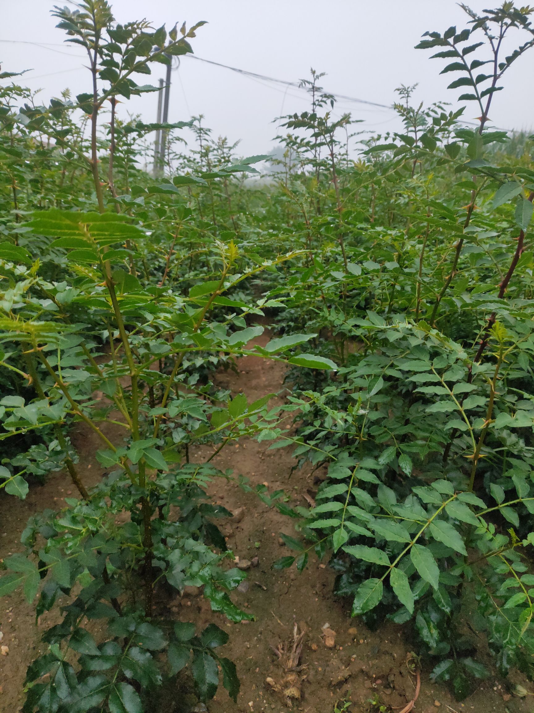  大红袍花椒苗