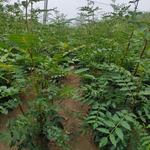 伊川县 大红袍花椒苗