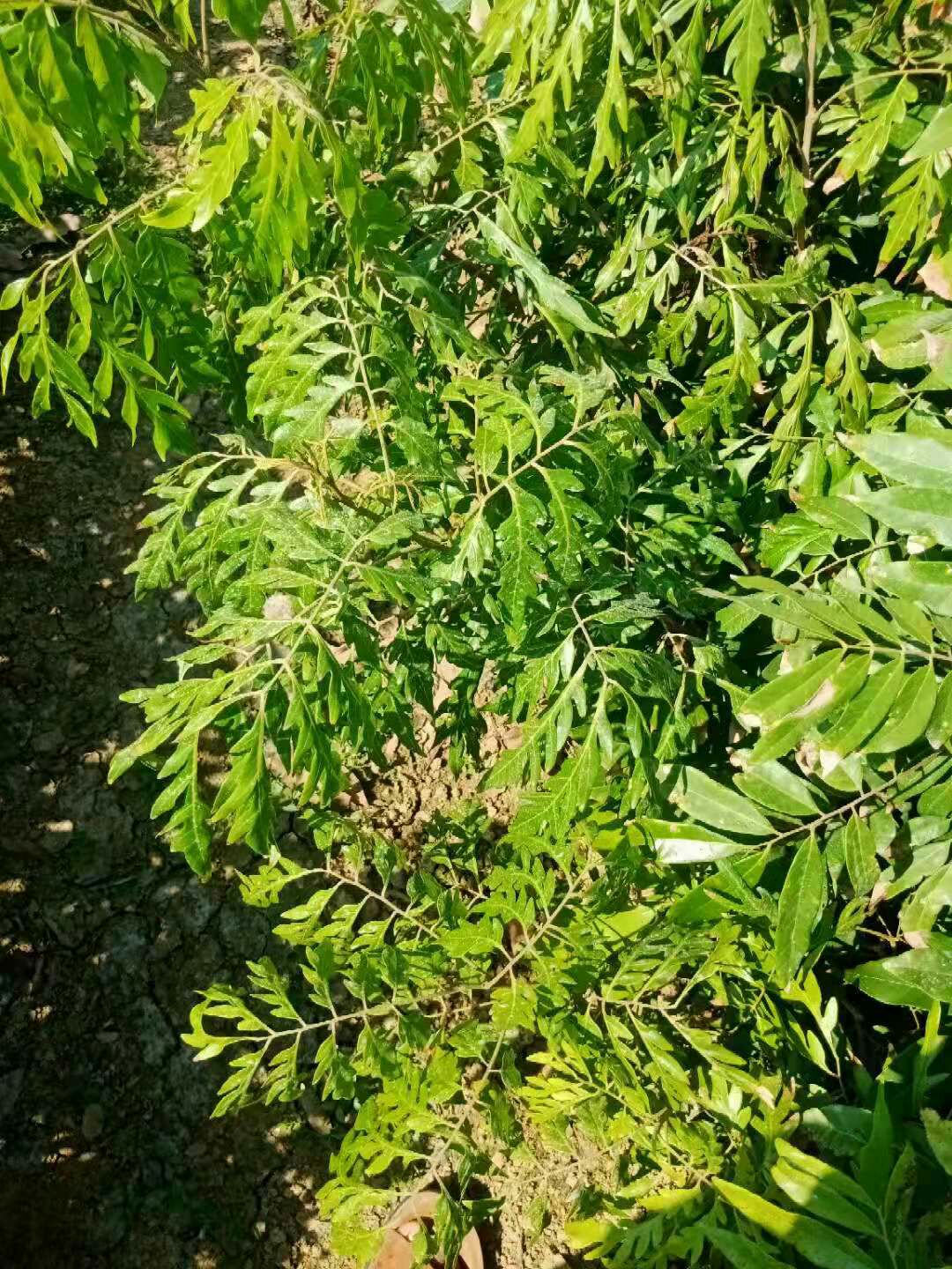 普通龙眼苗  无核龙眼苗嫁接苗盆栽地栽庭院种植带土发货