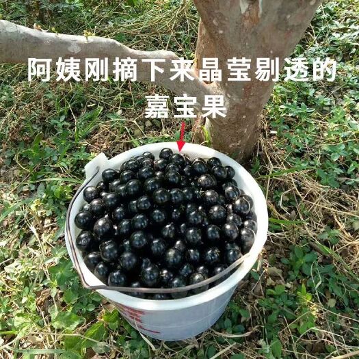 灵山县树葡萄苗