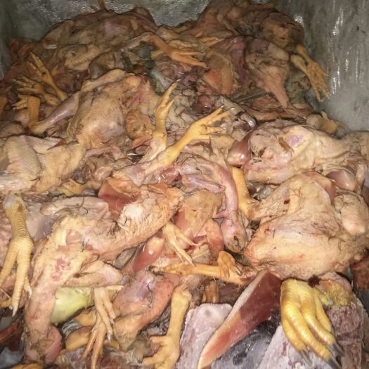 平南县鸡肉类 鸡 鸭