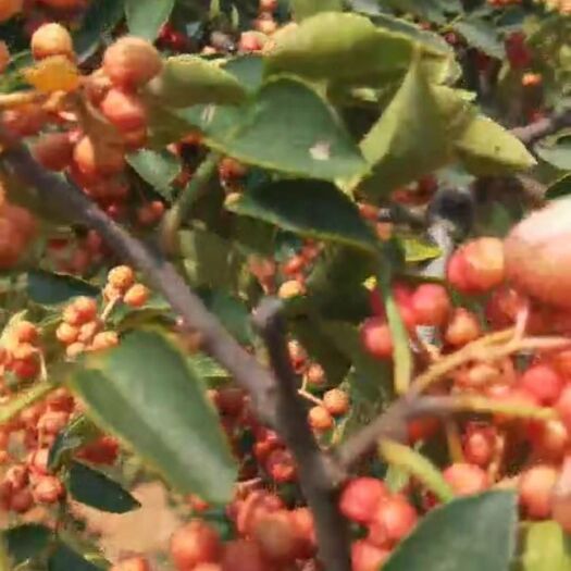 绛县 花椒苗～无刺花椒苗
