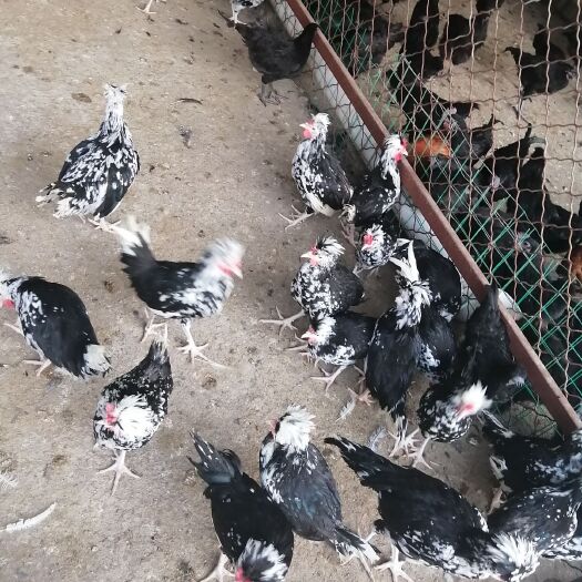 大同 出售珍珠鸡贵妃鸡白乌鸡等各种鸡苗