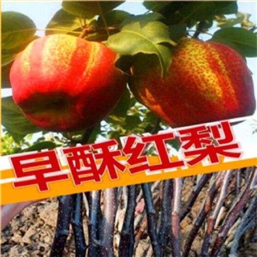 营口 早酥红梨苗，提供种植技术指导。