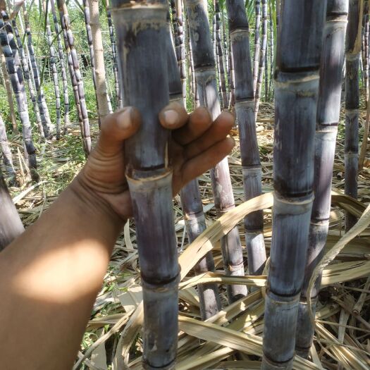 扶沟县 黑皮甘蔗和青皮甘蔗