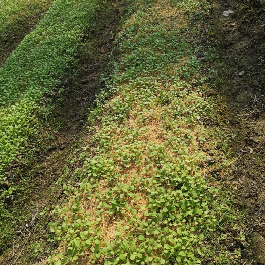 长汀县包心芥菜