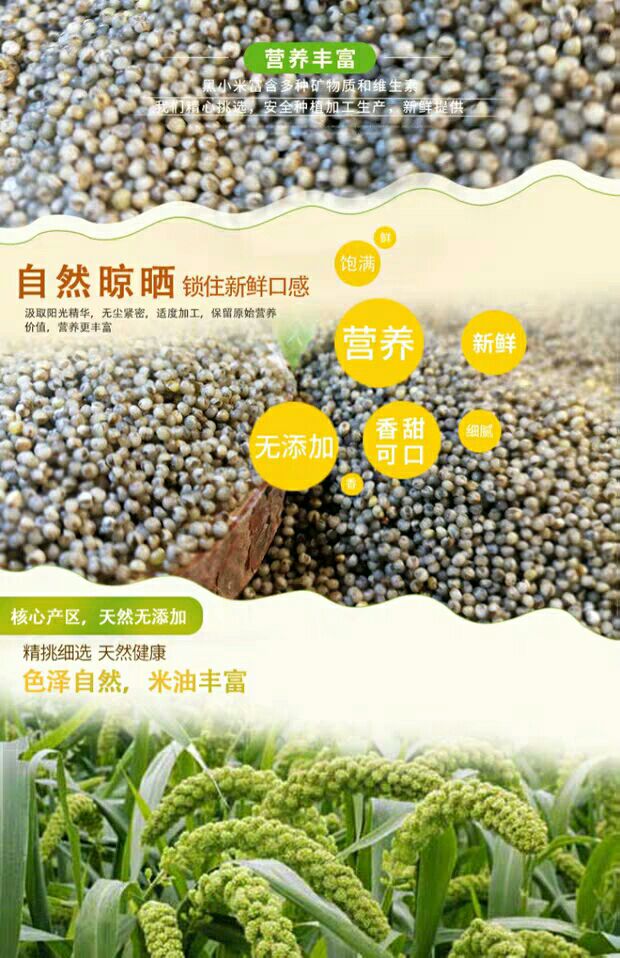 黑小米 陕北米脂买五送一
