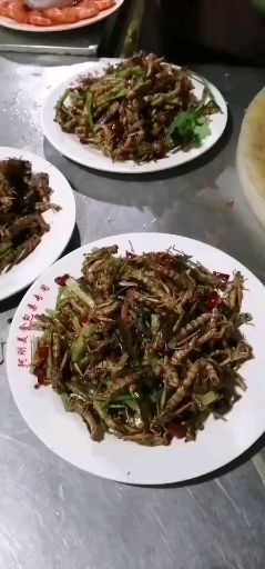 驻马店 蝗虫～蚂蚱：