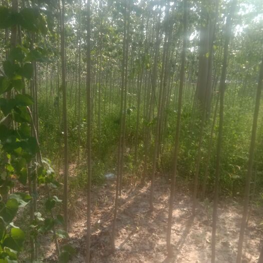 合阳县精品杜仲苗，侧柏