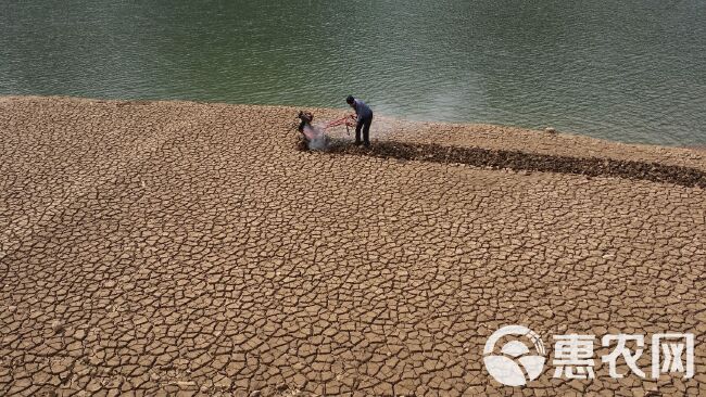  生态无公害、扶贫产业、桑叶茶、霜桑叶茶