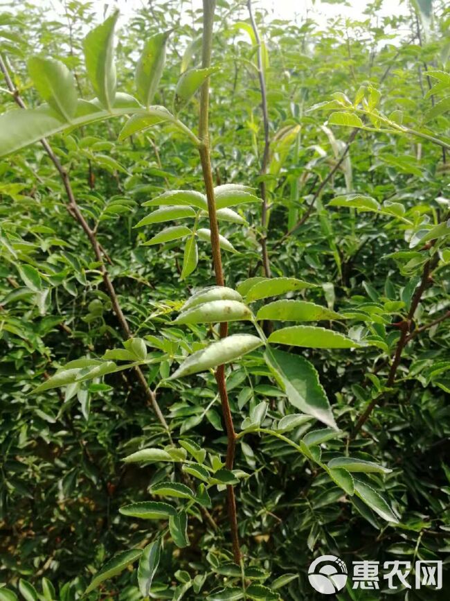 大红袍花椒苗 全国保湿包邮.量大优惠。一次合作终身朋友