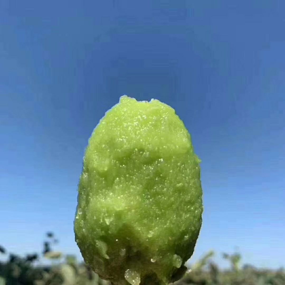 徐香猕猴桃 精品，贵长，口感香甜，鲜采鲜卖，