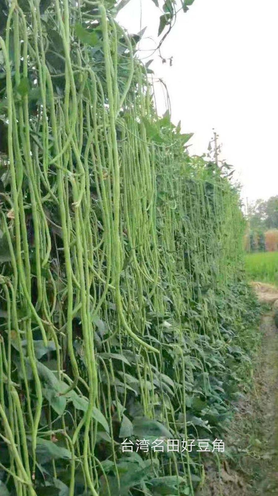 产量高耐热翠绿色豆角种子条长90公分抗病好高温好无鼠尾厂家