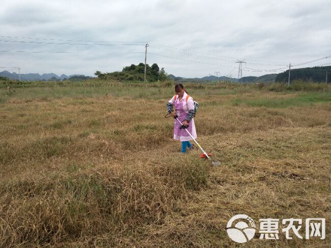  生态无公害、扶贫产业、桑叶茶、霜桑叶茶