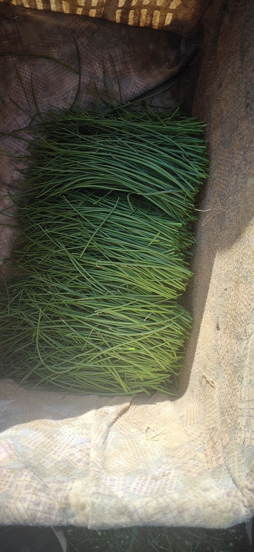 甘肃民勤沙漠沙葱种植沙葱天然沙漠沙葱蔬菜佳肴