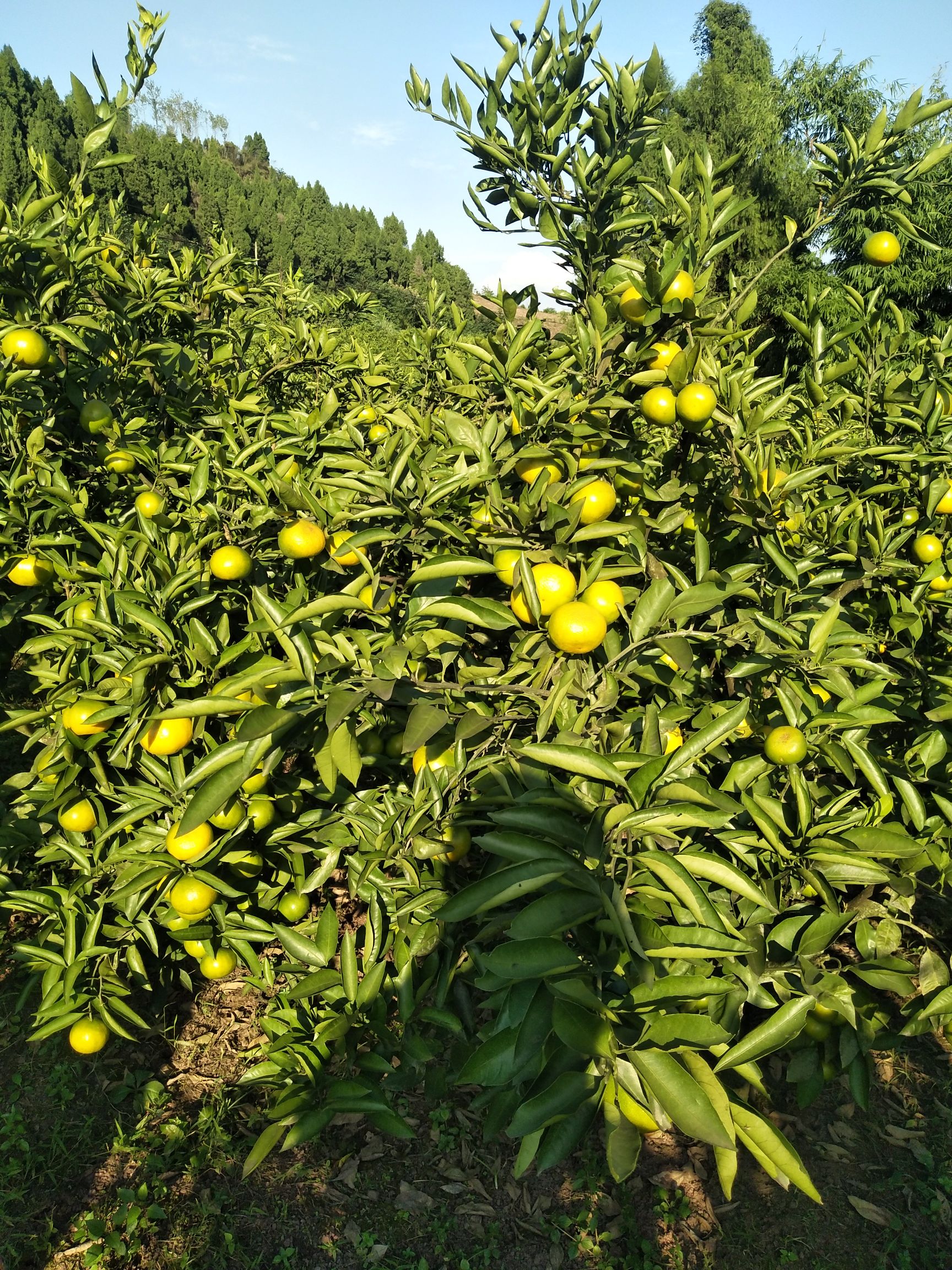 普早蜜桔，皮薄，味甜，口感好。