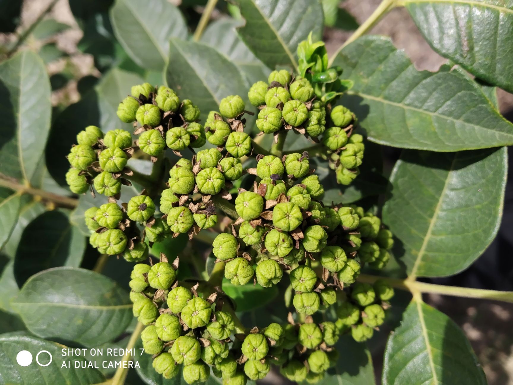  正品江西中花吴茱萸苗大量供应