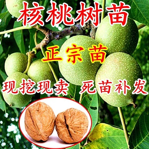 平邑县香玲核桃苗 香玲核桃薄皮核桃产量高，果大，爽口好吃，包成活包邮量大从优