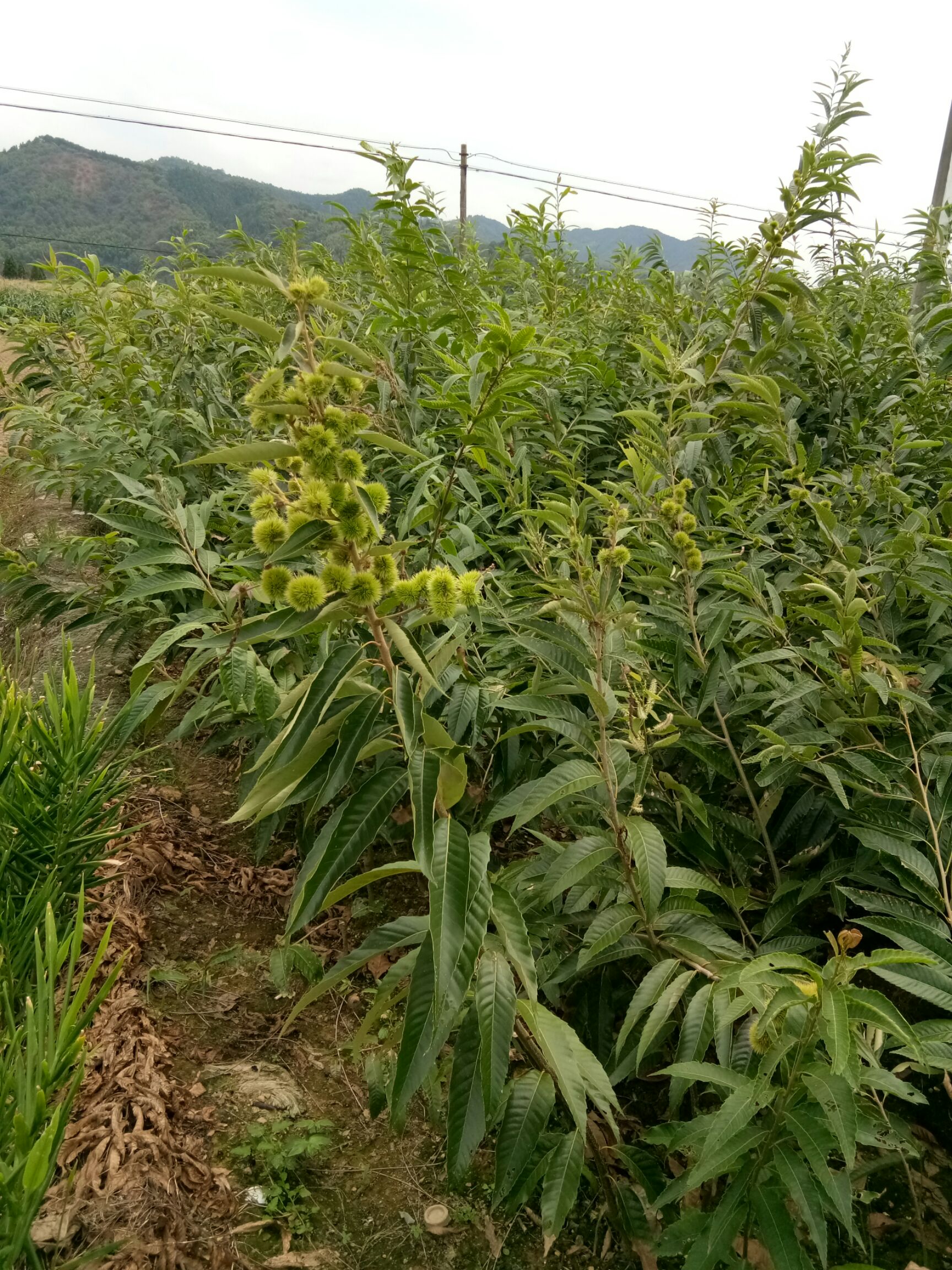  建瓯优质纯正锥栗苗：处暑红、乌壳油栗、乌壳长芒等多个品种。