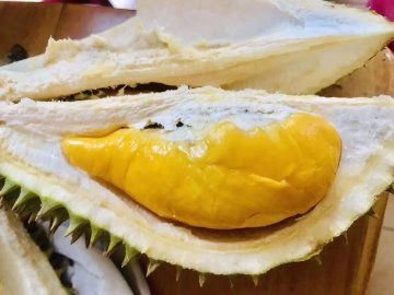 南京 正宗马来西亚猫山王榴莲榴莲，正宗贸易公司，欢迎直接来电联系