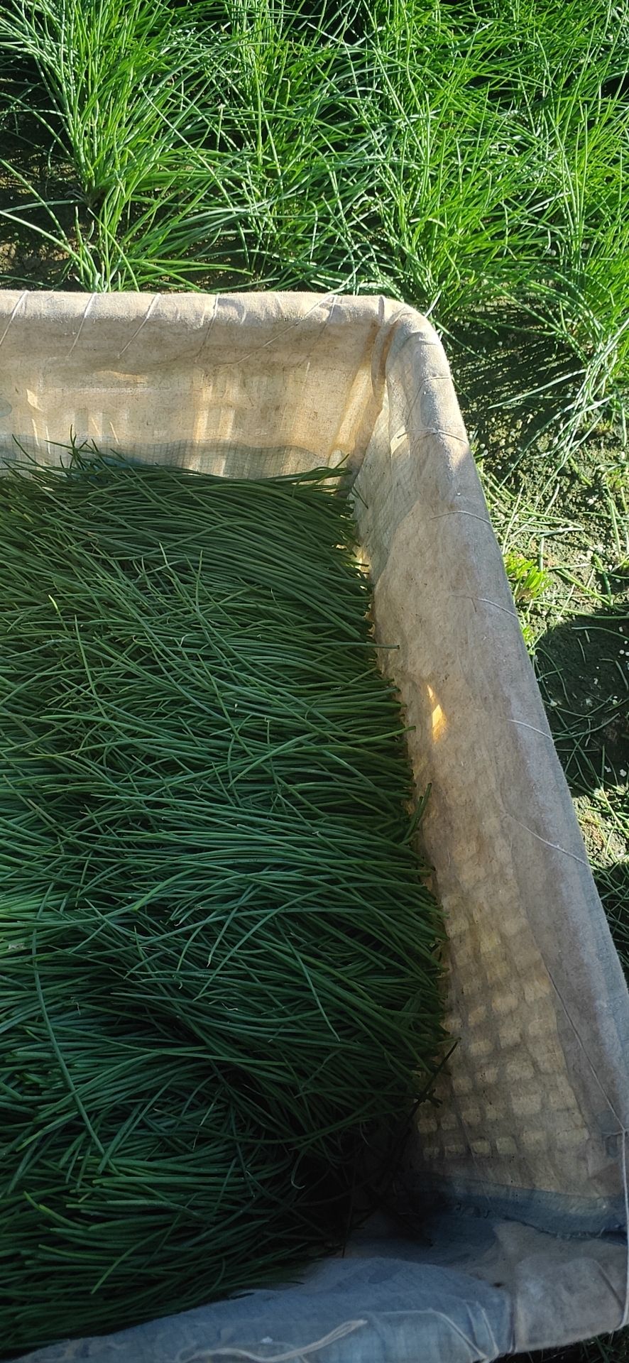甘肃民勤沙漠沙葱种植沙葱天然沙漠沙葱蔬菜佳肴
