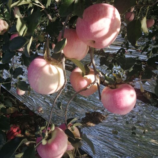 吉县 山西吉县壶口脆甜苹果