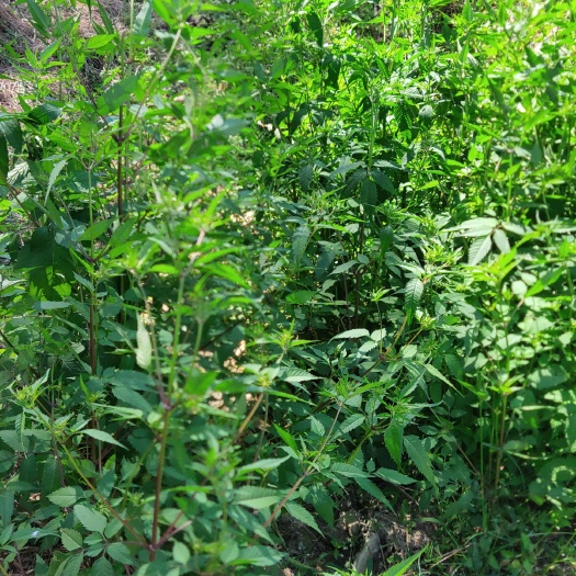 缙云县鬼针草 中药材