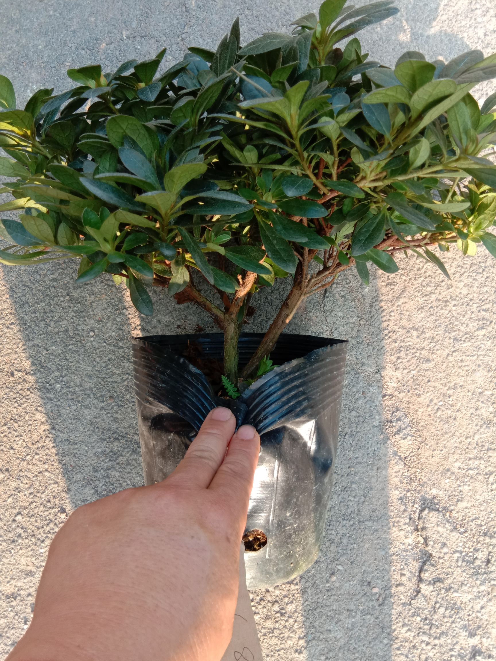 国旗红杜鹃 本店厂品质量好货真价实