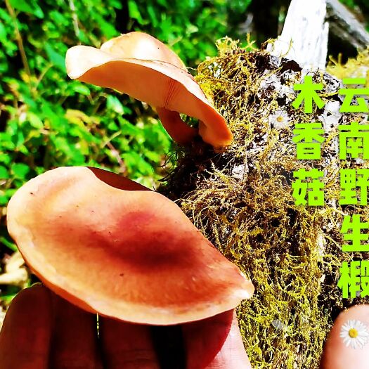 云龙县 云南野生椴木香菇