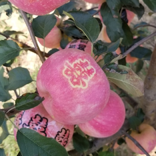 大连寒富苹果 清脆可口，耐存储，表面靓丽，馈赠佳品