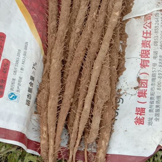 深泽县 小白嘴山药