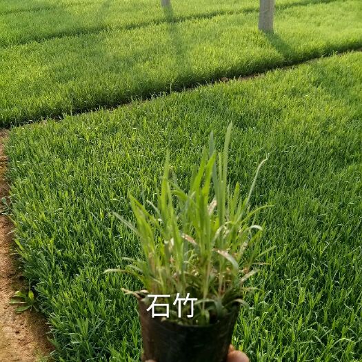 常夏石竹
