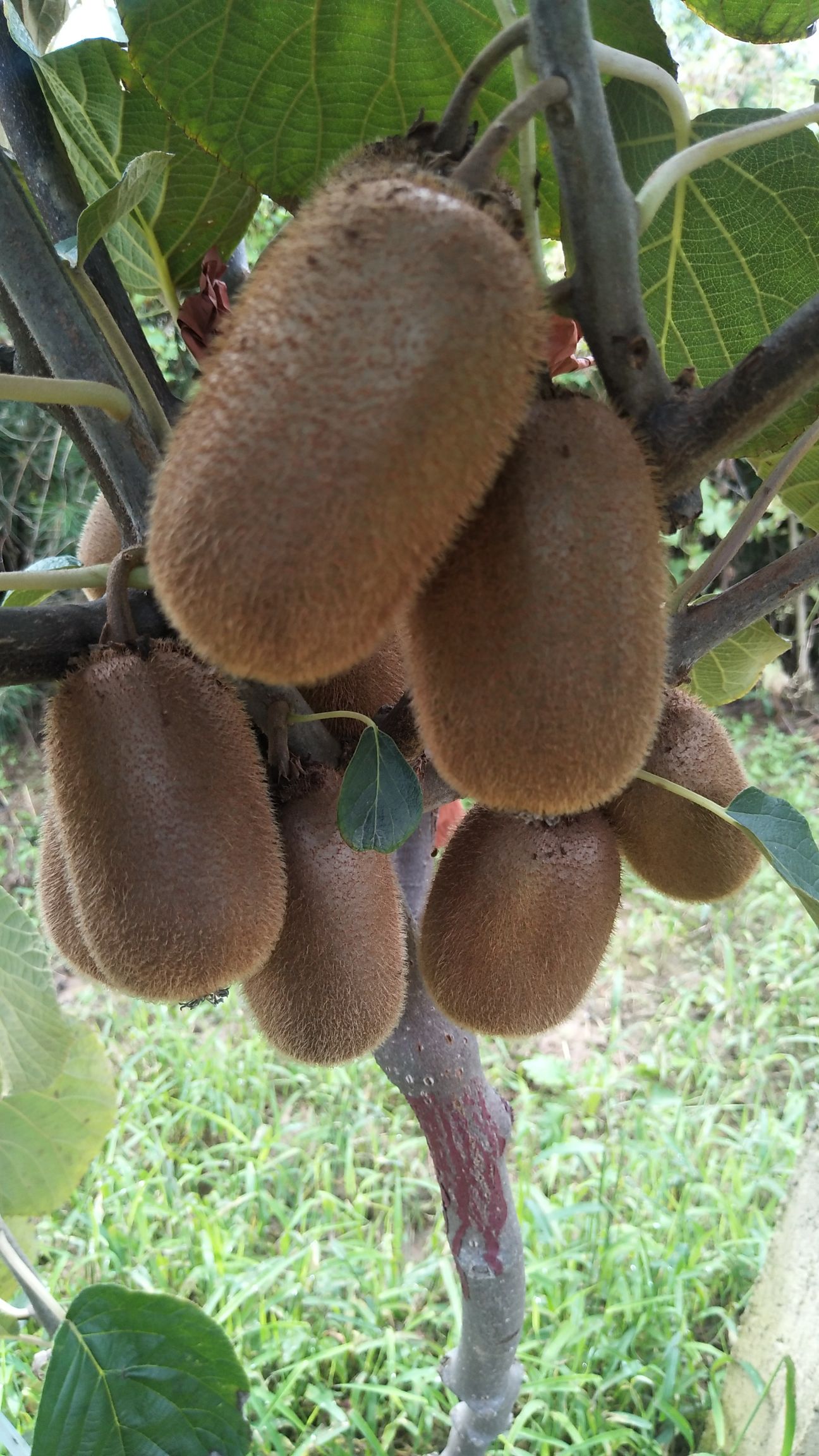 徐香猕猴桃 精品，贵长，口感香甜，鲜采鲜卖，