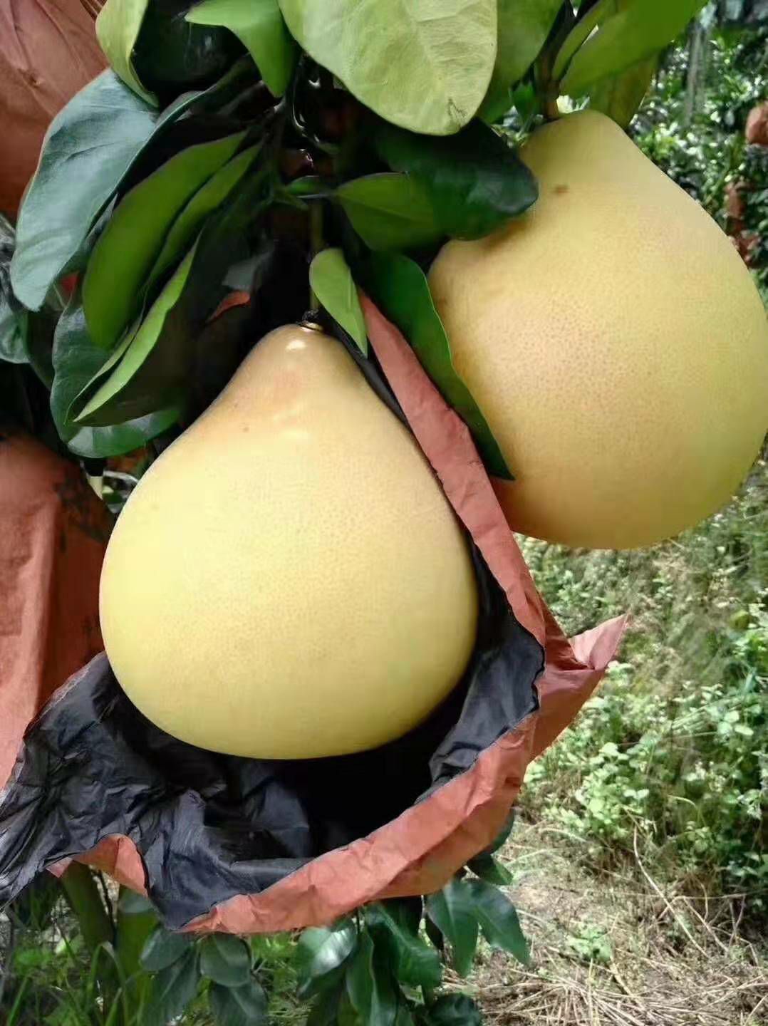 梅州红肉蜜柚，三红柚