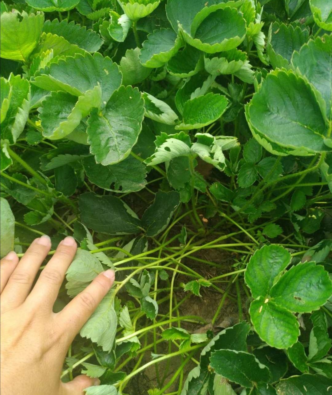 红颜草莓苗