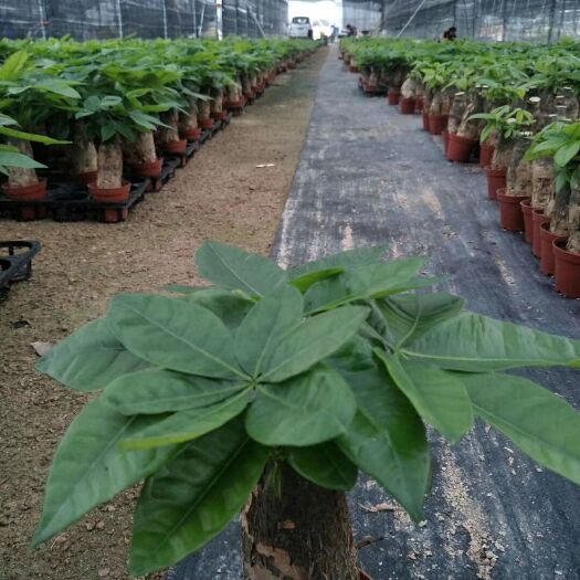漳州盆栽发财树 发财树盆栽