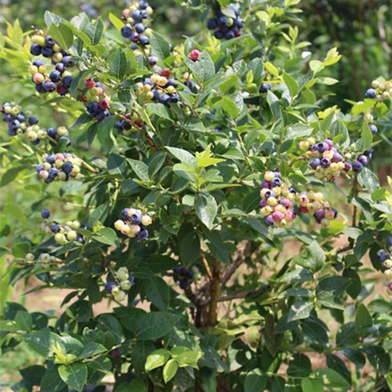  蓝丰蓝莓苗 基地直销 易成活 包邮  果粒大 高产