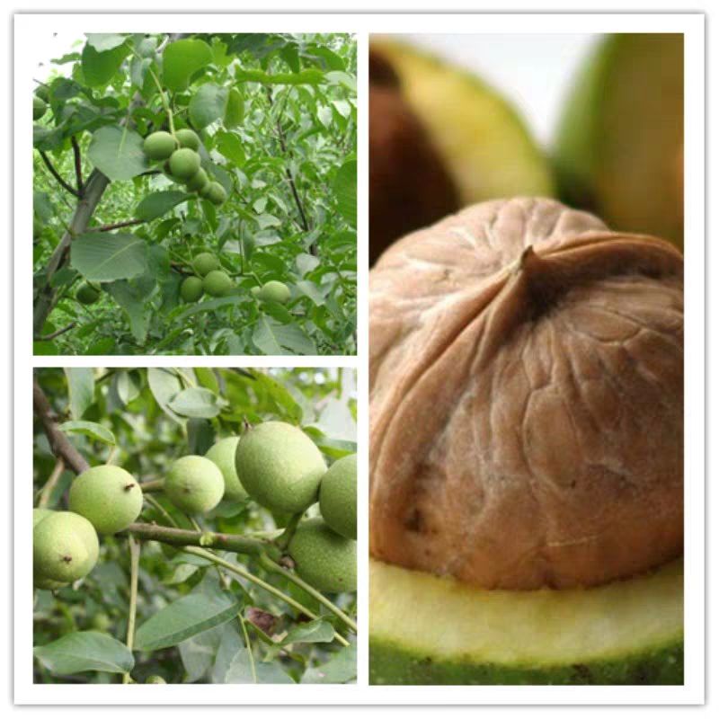 薄皮核桃苗 薄皮核桃，8518核桃，皮薄，产量高爽口好吃，包邮量大从