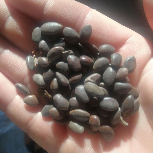 冠县大皂角籽  自产自销，中皂角籽。树上采摘