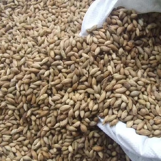 新采桂花种子四季桂金桂沉香八月桂花树种子桂花种籽四季种花种籽