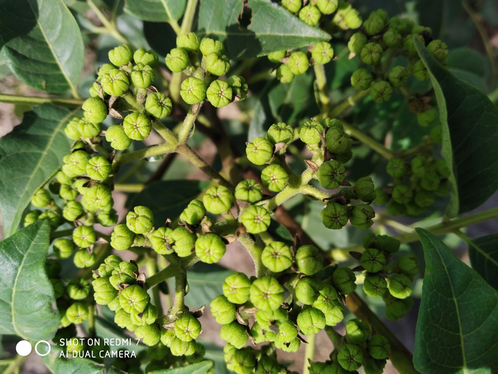  正品江西中花吴茱萸苗大量供应