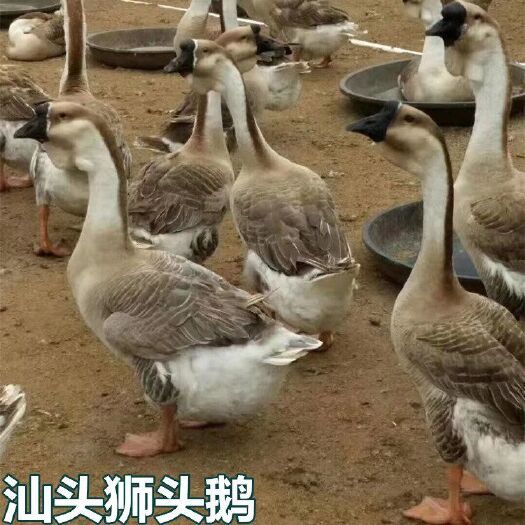南宁汕头狮头鹅苗