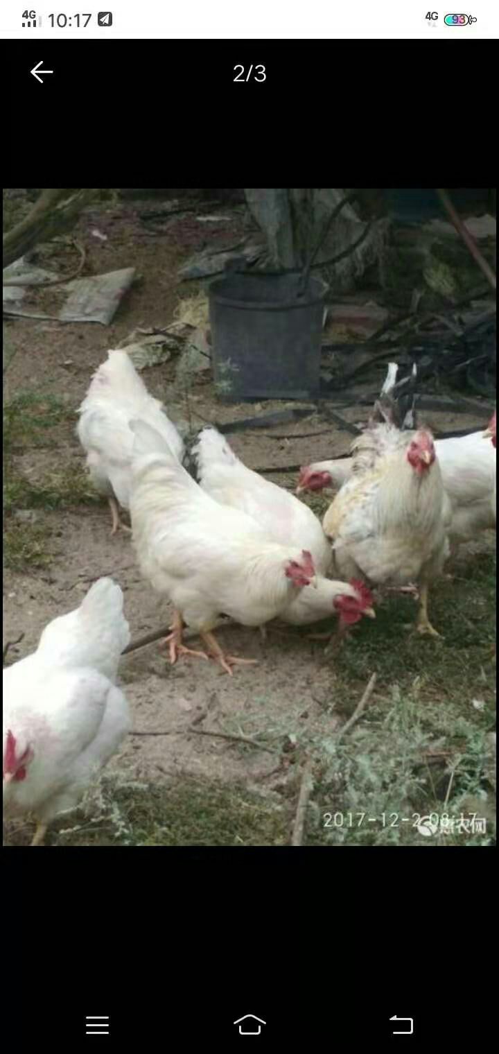  正宗白羽鸡苗
