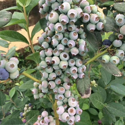 泰安 蓝莓苗，莱克西蓝莓，5年大蓝莓树，当年结果